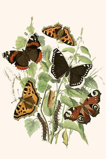 European Butterflies & Moths  (Plate 7)
