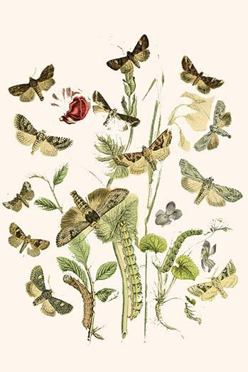 European Butterflies & Moths  (Plate 43)