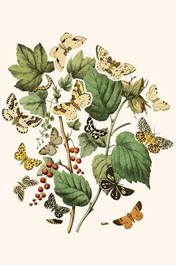 European Butterflies & Moths  (Plate 54)