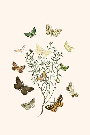 European Butterflies & Moths  (Plate 56)