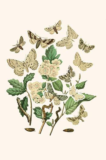 European Butterflies & Moths  (Plate 57)
