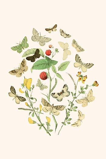 European Butterflies & Moths  (Plate 58)