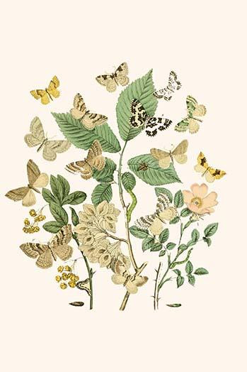 European Butterflies & Moths  (Plate 60)