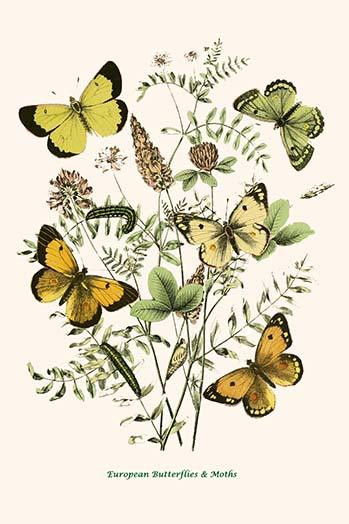 European Butterflies & Moths  (Plate 68)