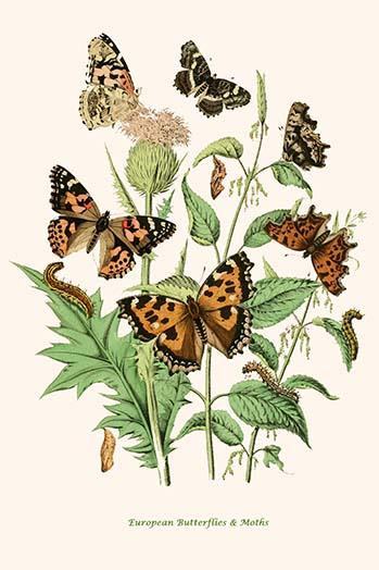 European Butterflies & Moths  (Plate 70)