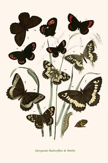 European Butterflies & Moths  (Plate 75)