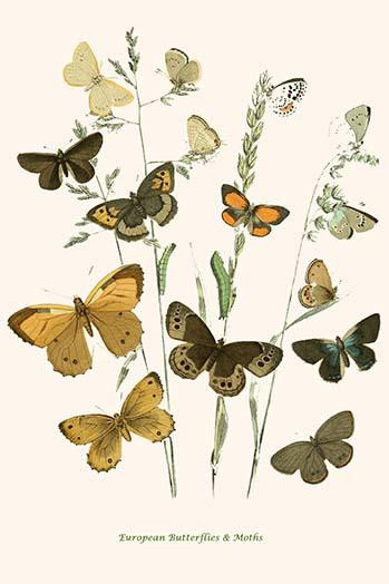 European Butterflies & Moths  (Plate 76)
