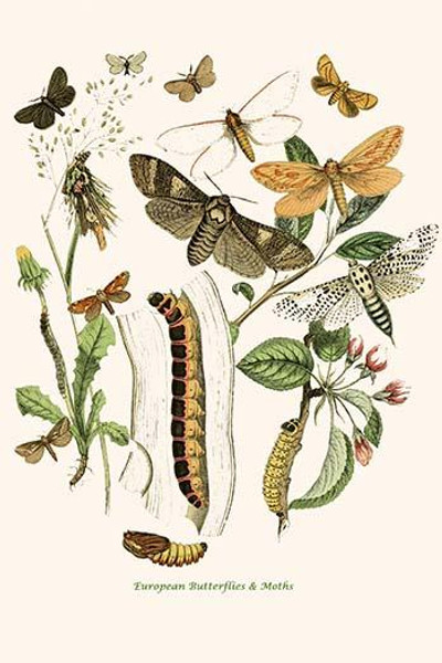 European Butterflies & Moths  (Plate 91)