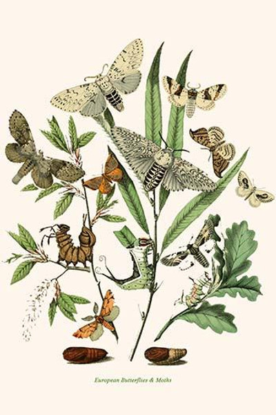 European Butterflies & Moths  (Plate 95)