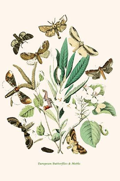 European Butterflies & Moths  (Plate 96)