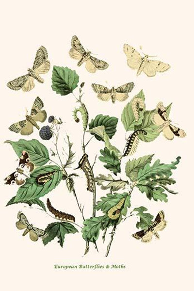 European Butterflies & Moths  (Plate 97)