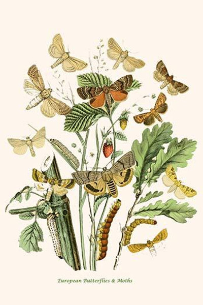 European Butterflies & Moths  (Plate 99)