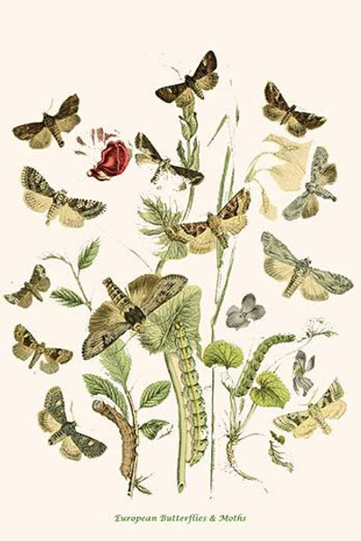 European Butterflies & Moths  (Plate 105)