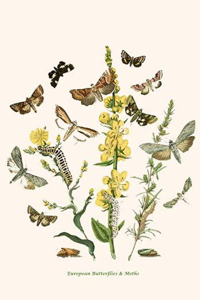 European Butterflies & Moths  (Plate 106)