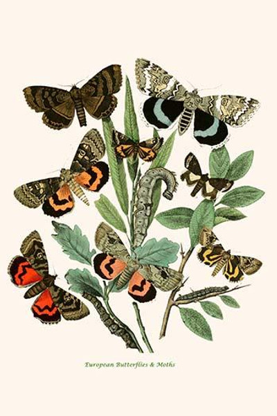 European Butterflies & Moths  (Plate 110)