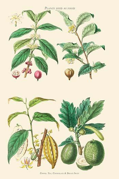 Plants Unused as food. Coffee, Tea, Chocolate, Breadfruit