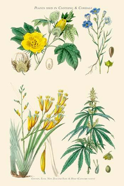 Plants used in clothing and cordage. Cotton, flax, New Zealand Flax, Cannabis