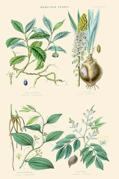 Medicinal Plants. Ipecacuan, Squill, Sarsaparilla, Copaiba