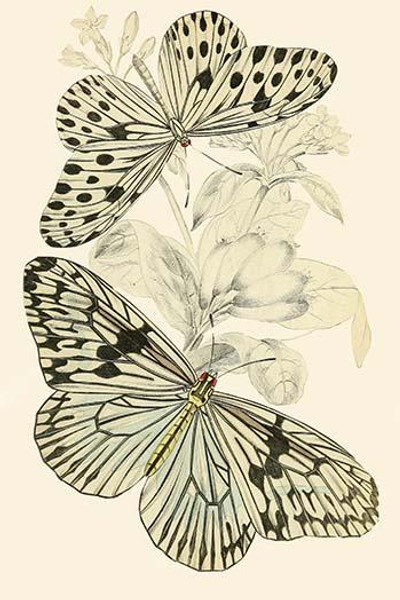 European Butterflies & Moths  (Plate 133)