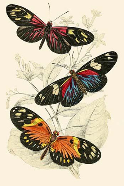European Butterflies & Moths  (Plate 134)