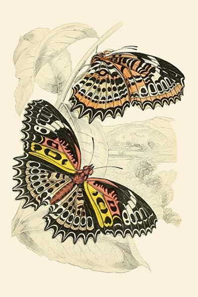 European Butterflies & Moths  (Plate 137)