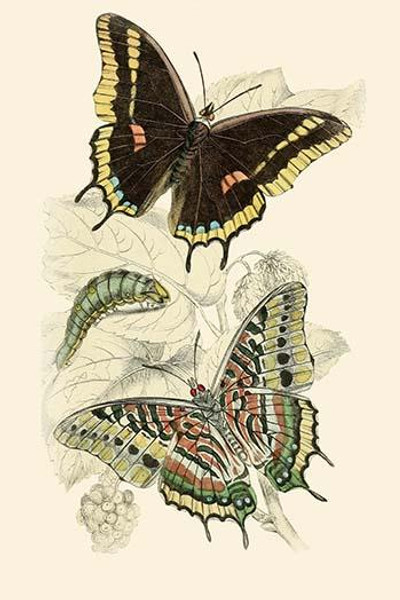 European Butterflies & Moths  (Plate 139)
