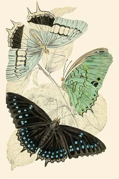 European Butterflies & Moths  (Plate 140)