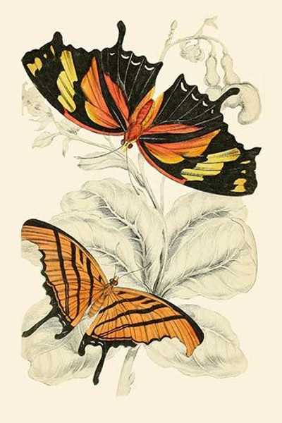 European Butterflies & Moths  (Plate 142)