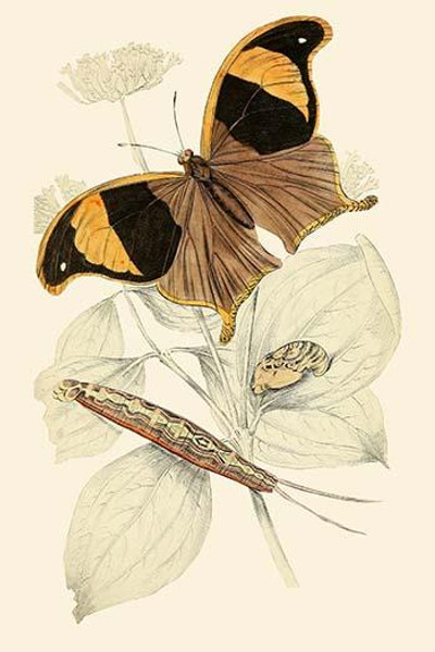 European Butterflies & Moths  (Plate 146)