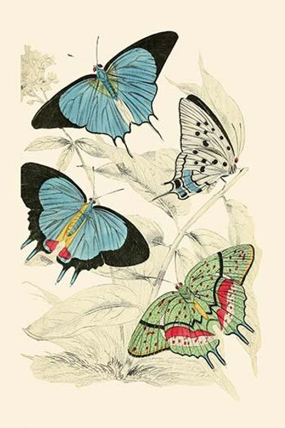 European Butterflies & Moths  (Plate 149)