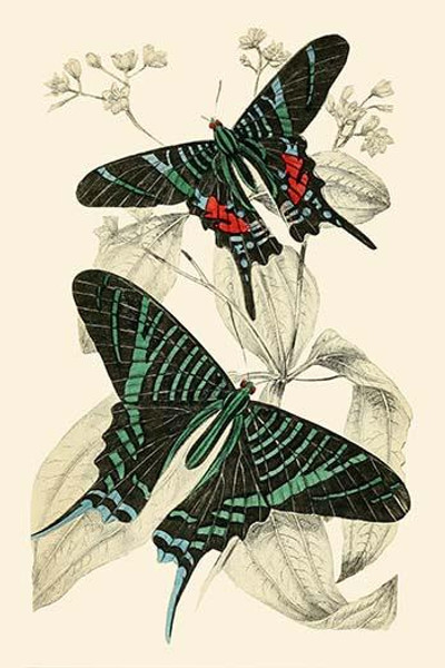 European Butterflies & Moths  (Plate 152)