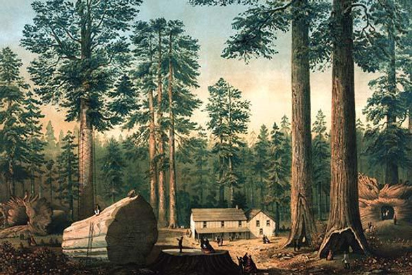 The Mammoth Trees (Sequoia gigantea)