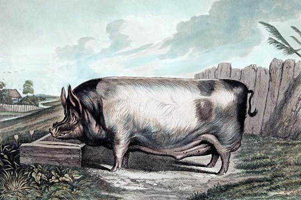 British Boar