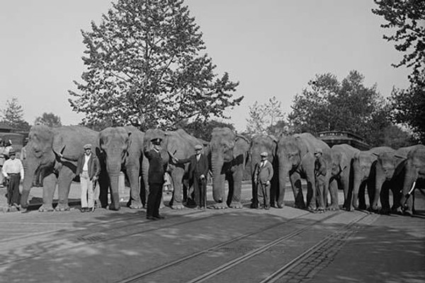 Parade of Elephants on City Street lined up side by side with Policeman giving them a sign to proceed.