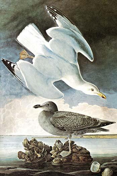 Herring Gull & Black Duck