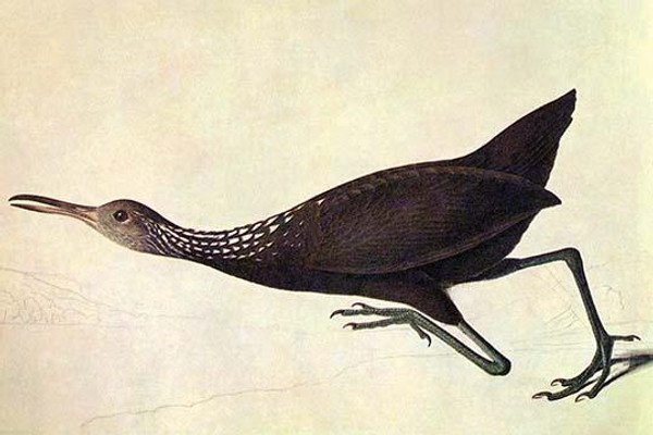 Limpkin