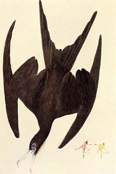 Magnificent Frigate Bird