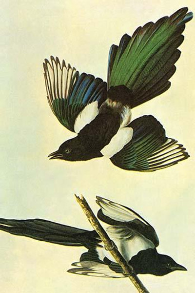 Mallard
