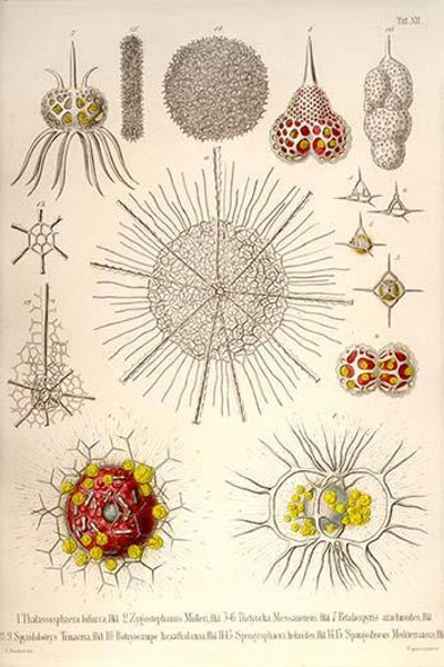 Spongospaera heliodes and Others
