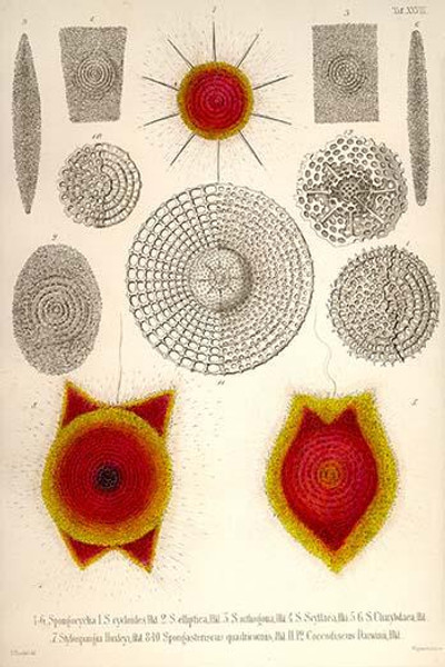 Sponge type Radiolaria and Coccodiscus Darwinii