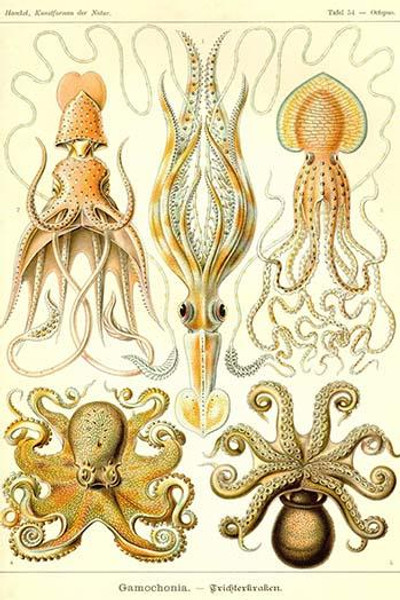 Cephlopods