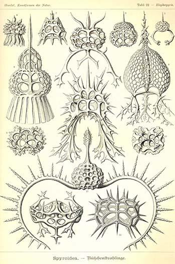 Spyroidia