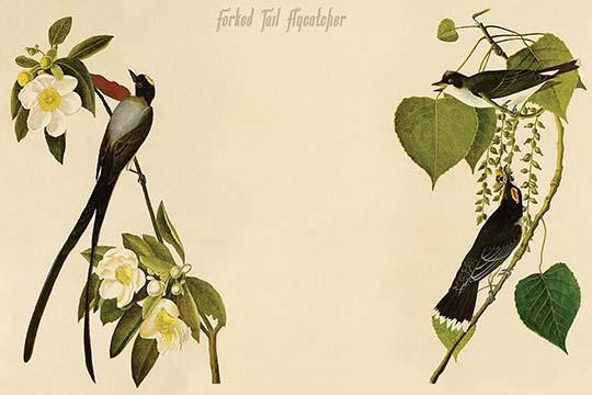 Forked Tail Flycatcher