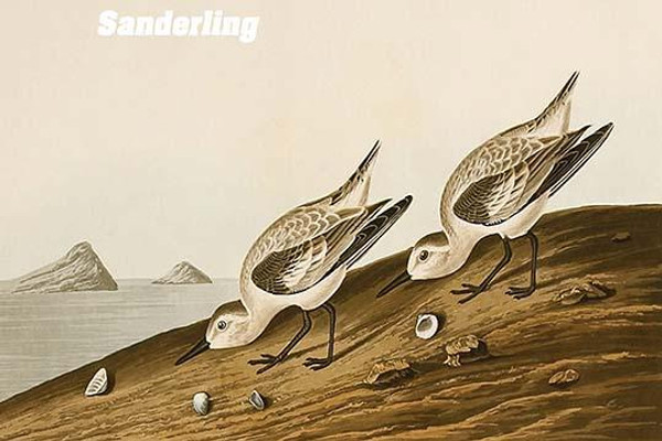 Sanderling