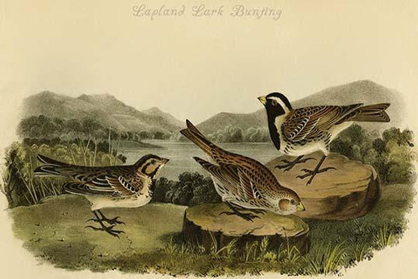 Lapland Lark Bunting