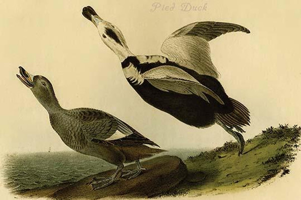 Pied Duck