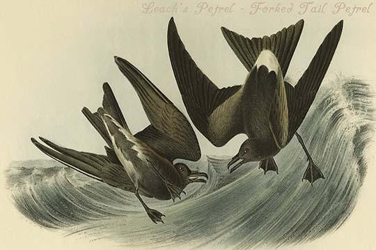 Leach's Petrel - Forked Tail Petrel