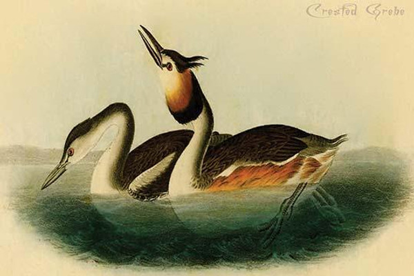 Crested Grebe