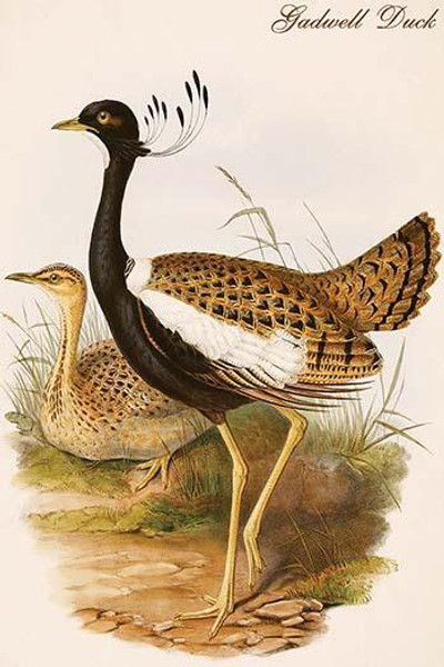 Gadwell Duck