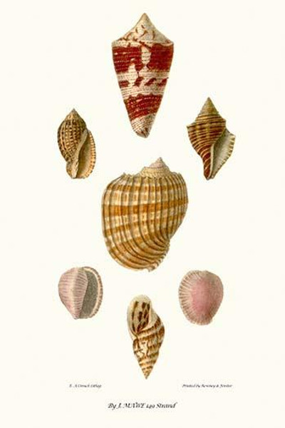 helix shells